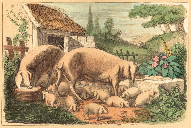 Prase (barevné rytí) od French School