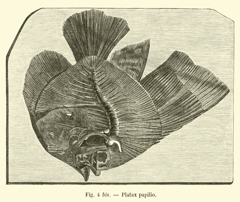 Motýl Platax od French School