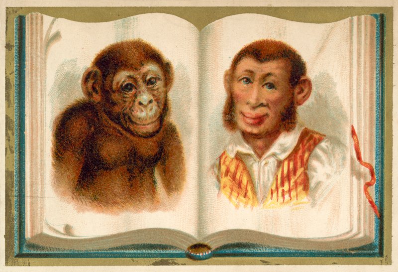 Portréty opice a muže (chromolitho) od French School