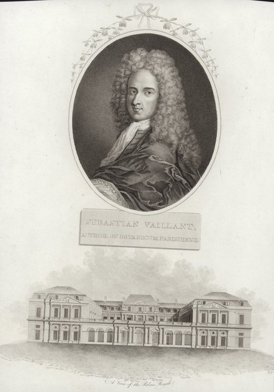Sebastien Vaillant od French School