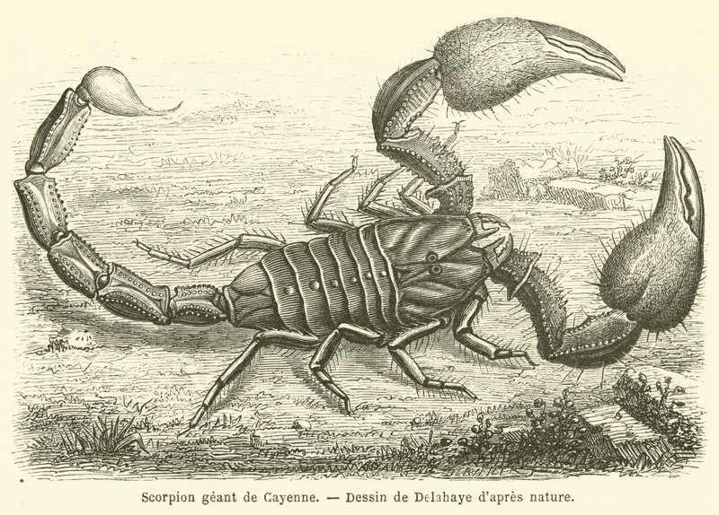 Cayenne obří škorpión (rytina) od French School