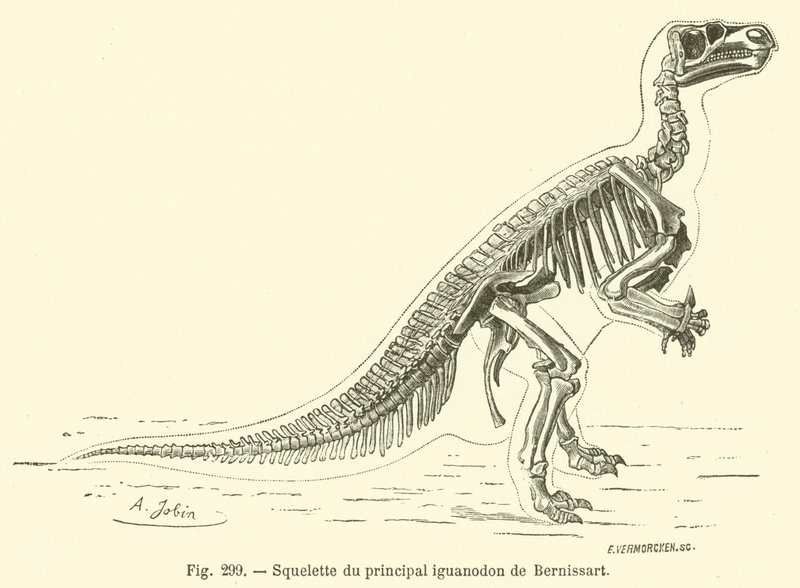 Kostra hlavního iguanodona Bernissarta (rytina) od French School