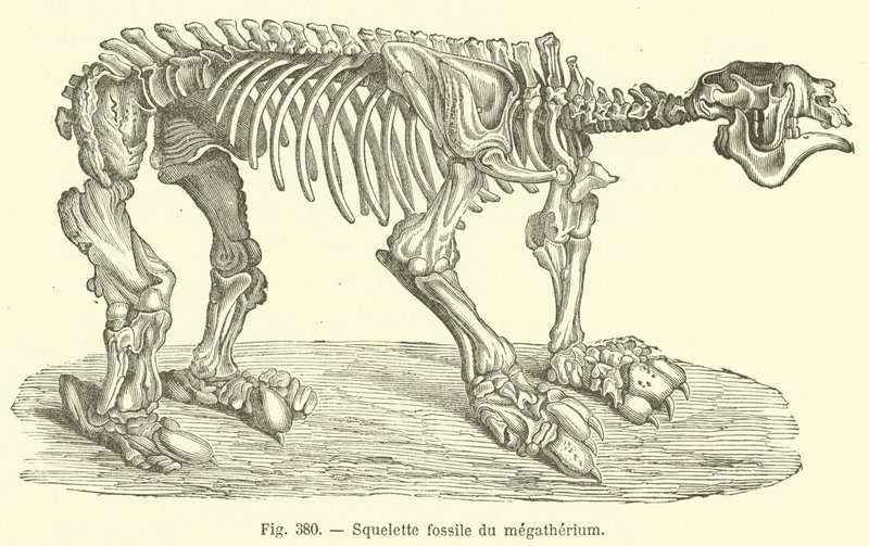 Squelette fossile du megatherium (rytina) od French School