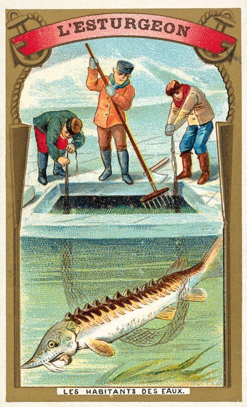 jeseter (chromolitho) od French School
