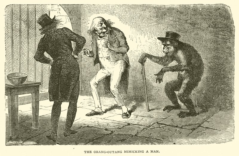 Orangutan napodobující člověka (rytina) od French School