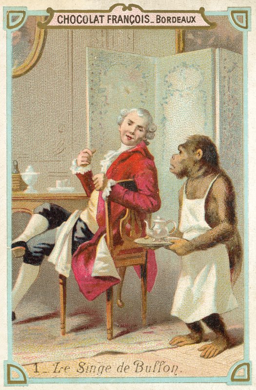 Opice hraběte de Buffon, francouzský přírodovědec (chromolitho) od French School