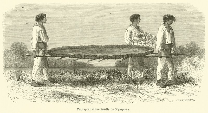 Přeprava listu Nymphaea (rytina) od French School