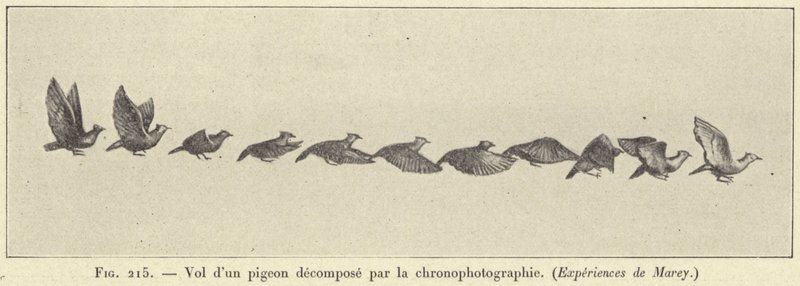 Let rozloženého holuba pomocí chronofotografie od French School