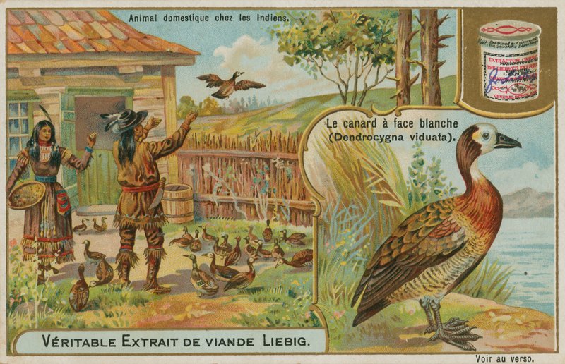 Kachna hvízdavá bělolící, domestikovaná americkými Indiány od French School