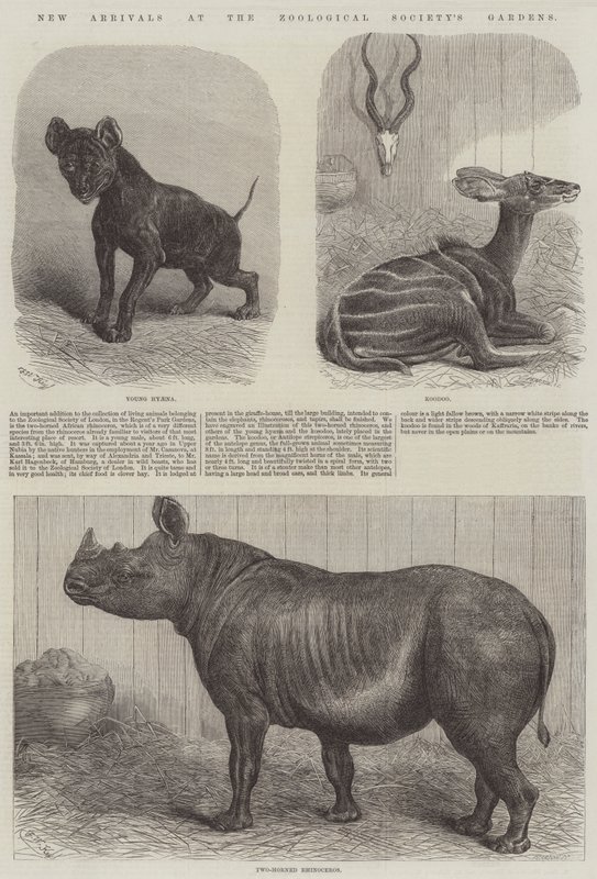 Nové příjezdy do zahrad Zoologické společnosti od Friedrich Wilhelm Keyl