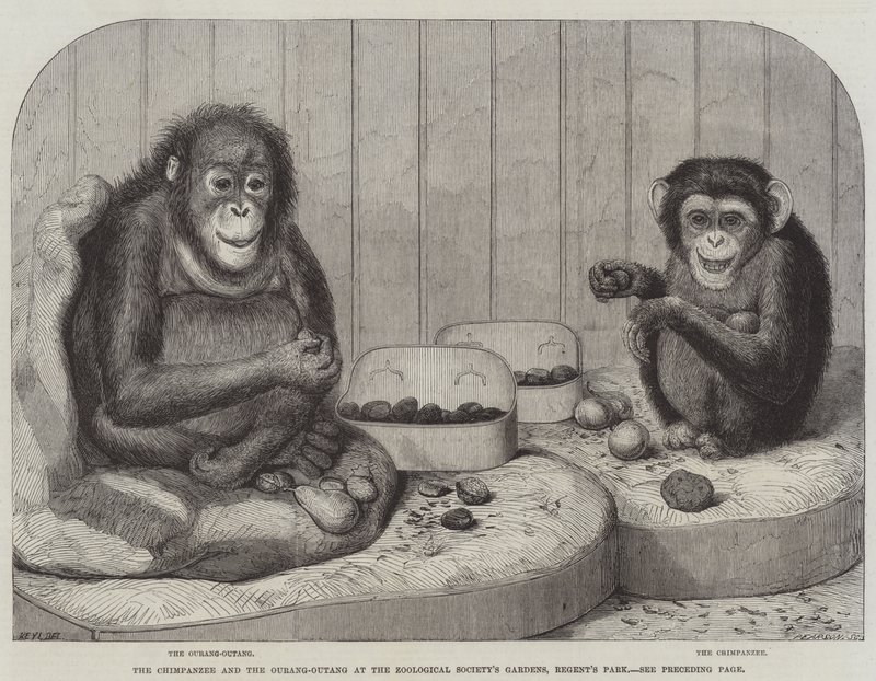 Šimpanz a Ourang-Outang v zahradách Zoologické společnosti, Regent