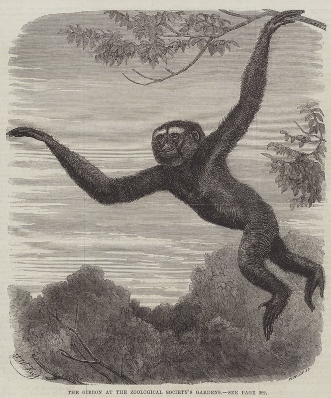 Gibbon v zahradách zoologické společnosti od Friedrich Wilhelm Keyl