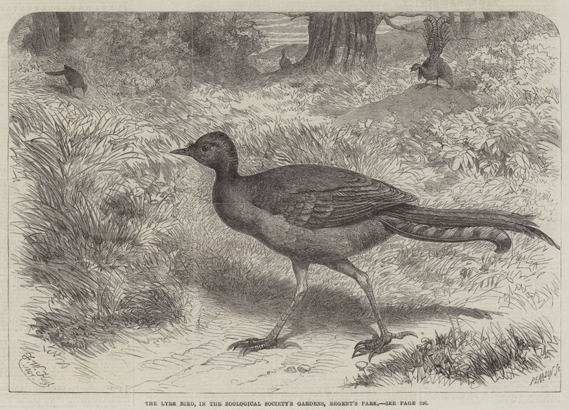 The Lyre Bird, v zahradách Zoologické společnosti, Regent