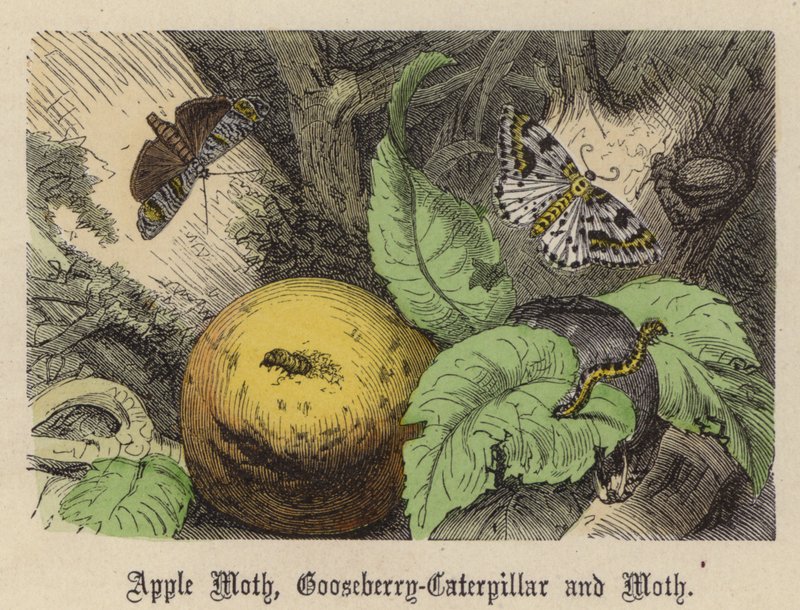 Můra jablečná, housenka angreštová a můra (barevné rytí) od Friedrich Specht