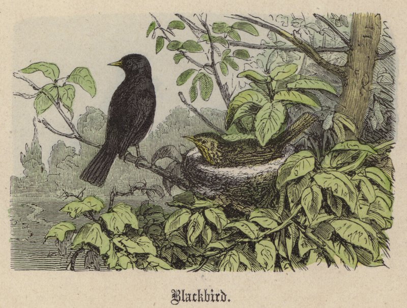 Kos (barevná rytina) od Friedrich Specht