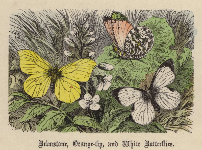 Brimstone, Orange-tip a White Butterflies (barevné rytí) od Friedrich Specht