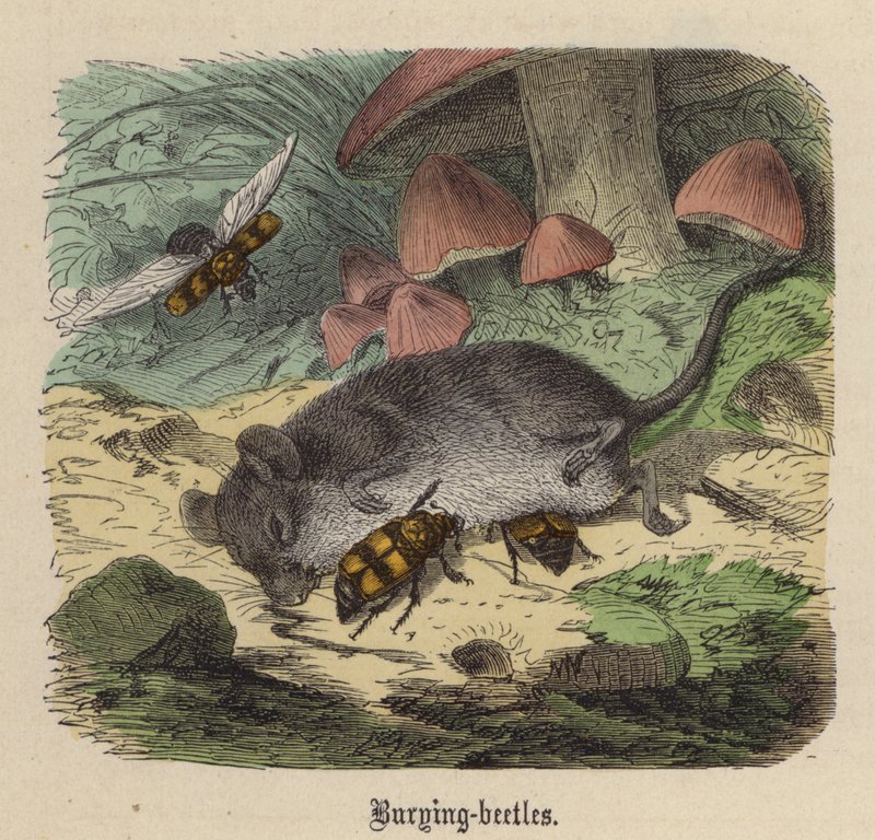 Pohřební brouci (barevná rytina) od Friedrich Specht