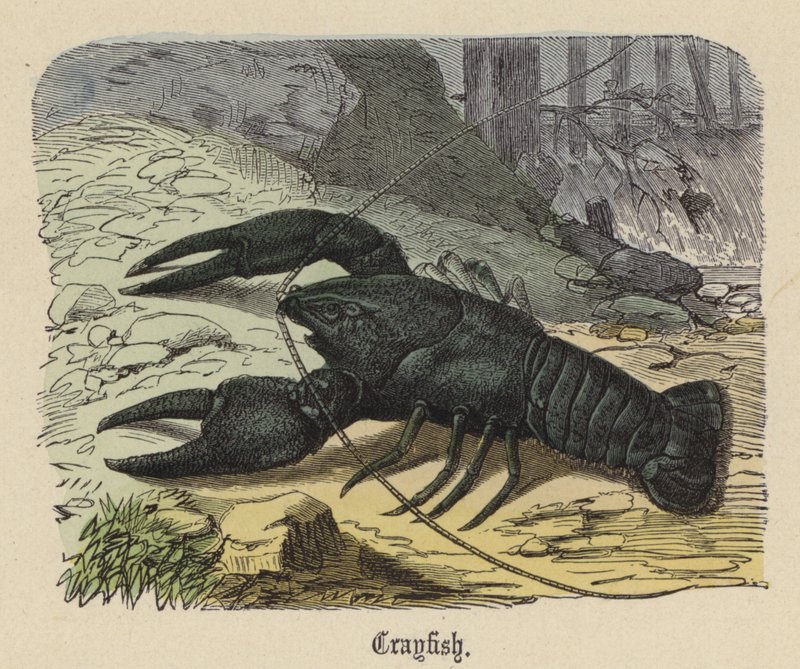 Raci (barevné rytí) od Friedrich Specht