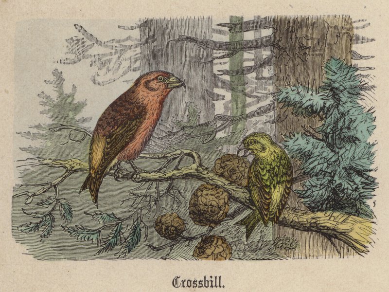 Crossbill (barevné rytí) od Friedrich Specht