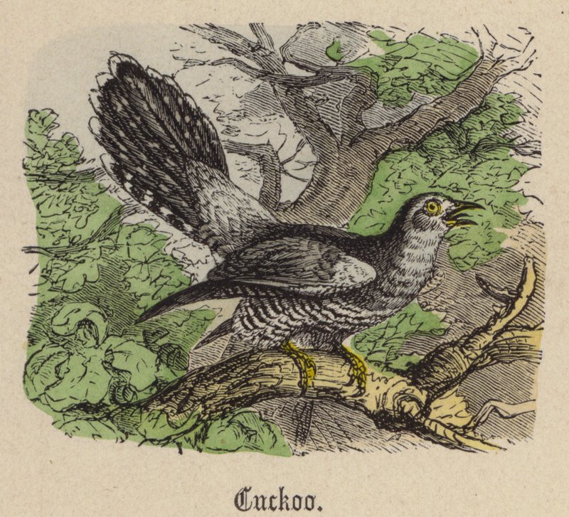 Kukačka (barevná rytina) od Friedrich Specht