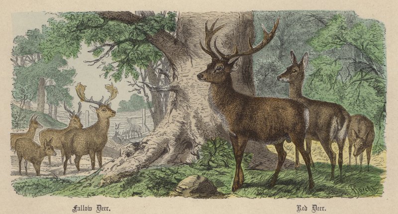 Daněk, jelen lesní (barevné rytí) od Friedrich Specht