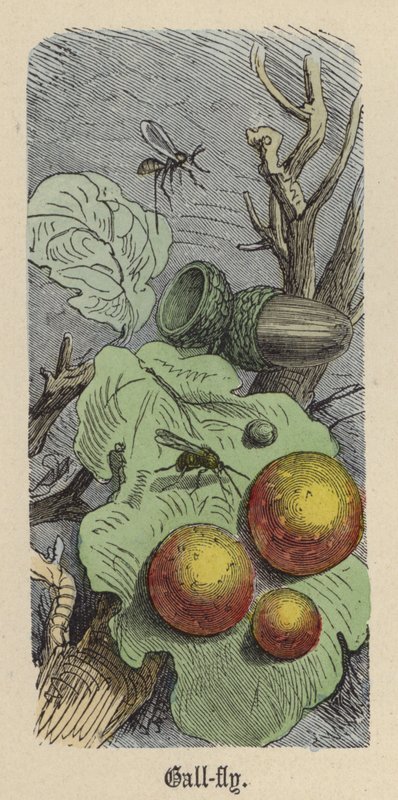 Gall-fly (barevné rytí) od Friedrich Specht