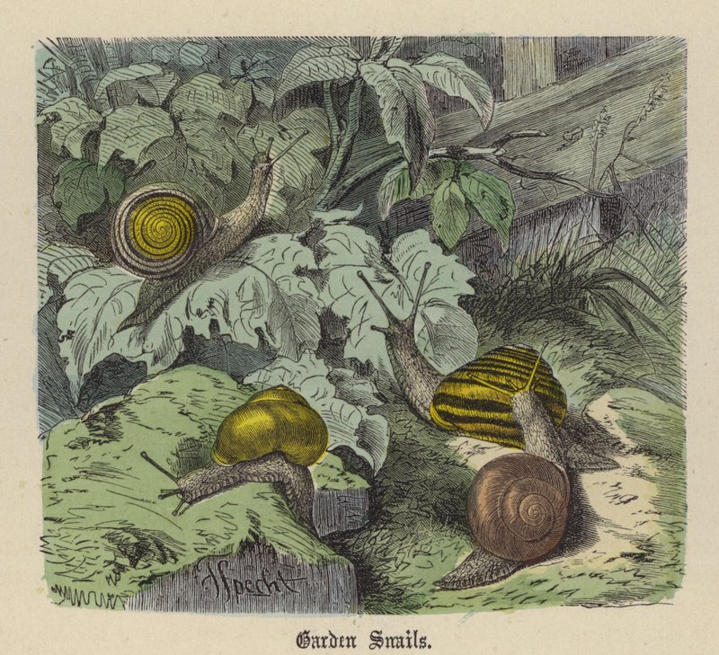 Zahradní šneci (barevné rytí) od Friedrich Specht