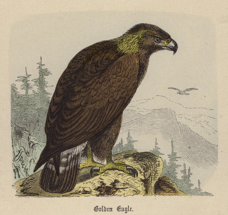 Golden Eagle (barevná rytina) od Friedrich Specht