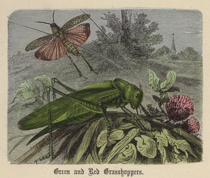 Green and Red Grasshoppers (barevné gravírování) od Friedrich Specht