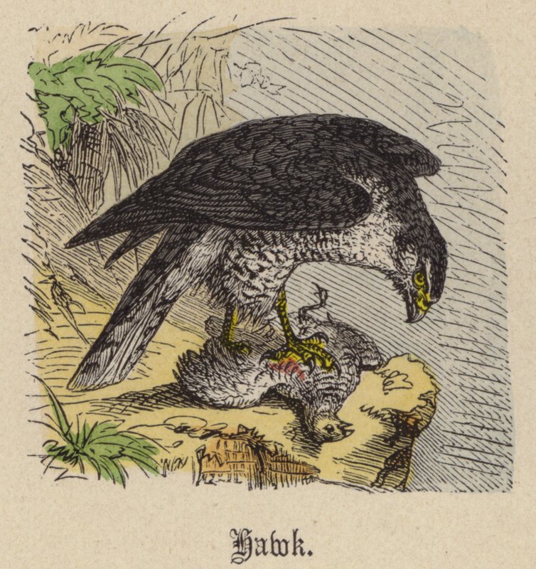 Hawk (barevná rytina) od Friedrich Specht
