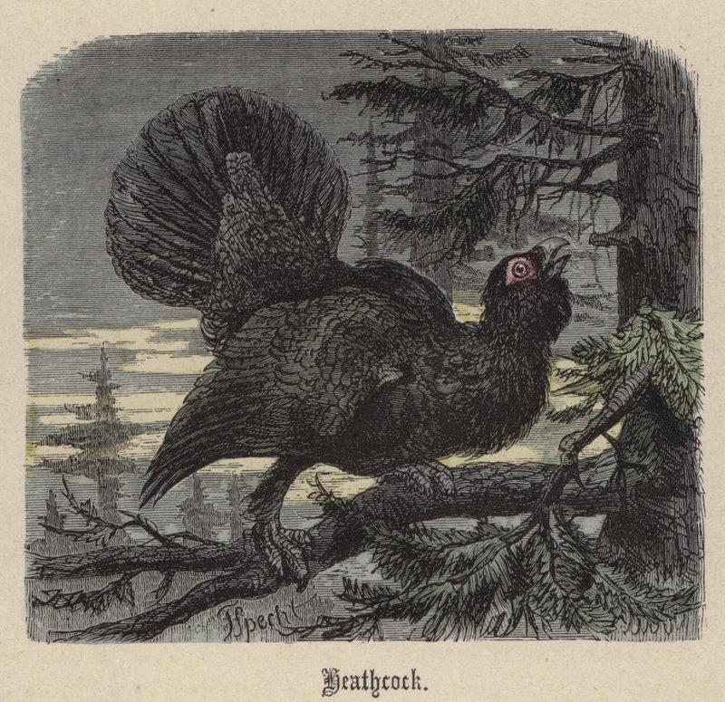 Heathcock (barevná rytina) od Friedrich Specht