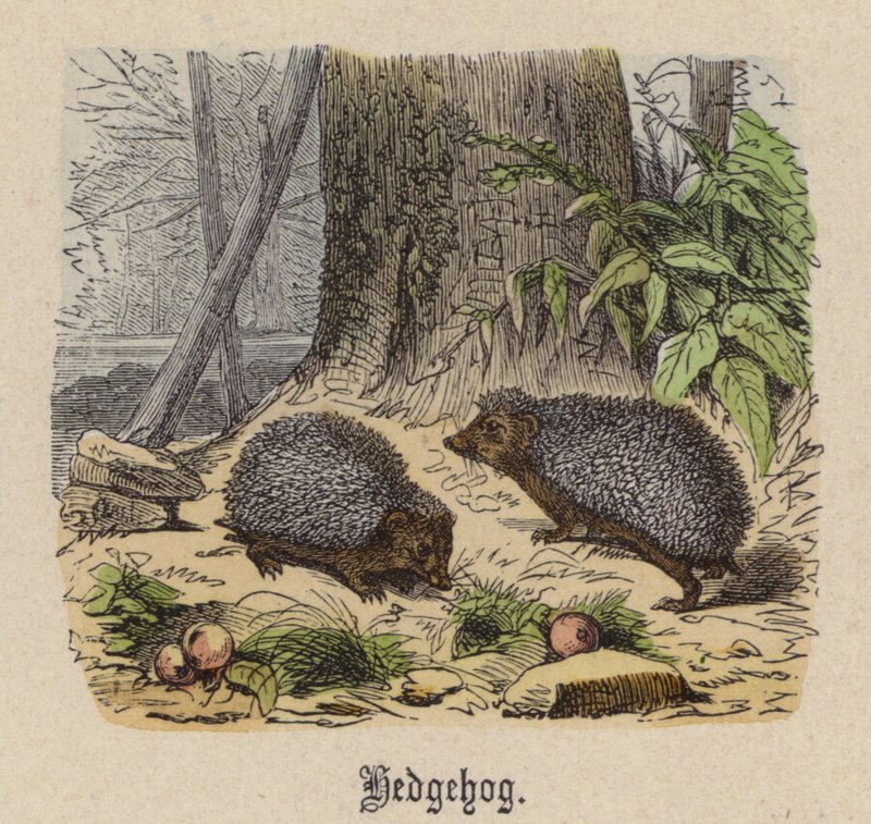 Ježek (barevné gravírování) od Friedrich Specht