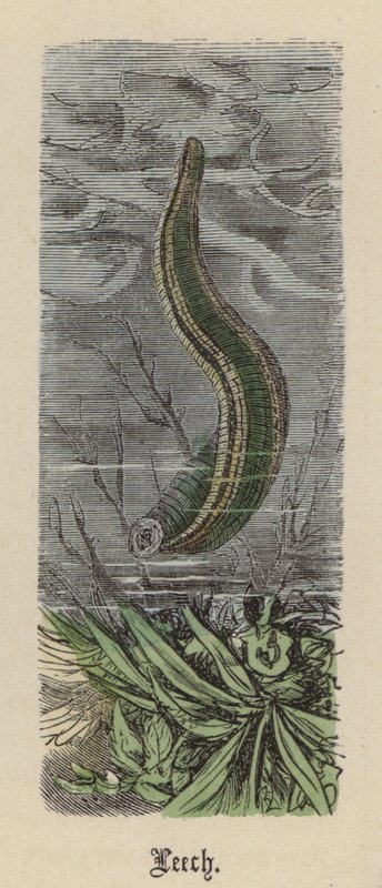 Pijavice (barevné rytí) od Friedrich Specht