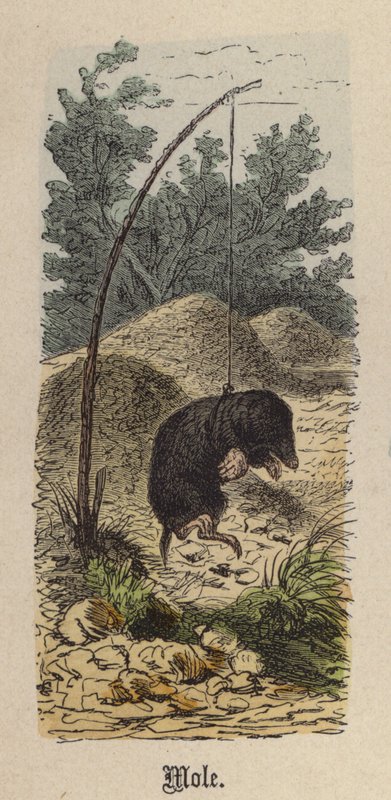 Krtek (barevná rytina) od Friedrich Specht