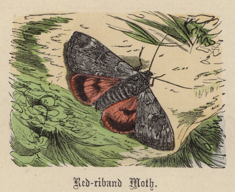 Motýl červený (barevná rytina) od Friedrich Specht