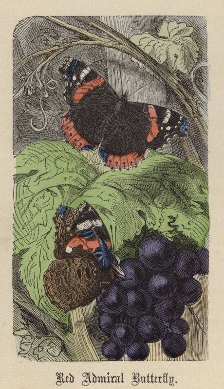 Red Admiral Butterfly (barevná rytina) od Friedrich Specht