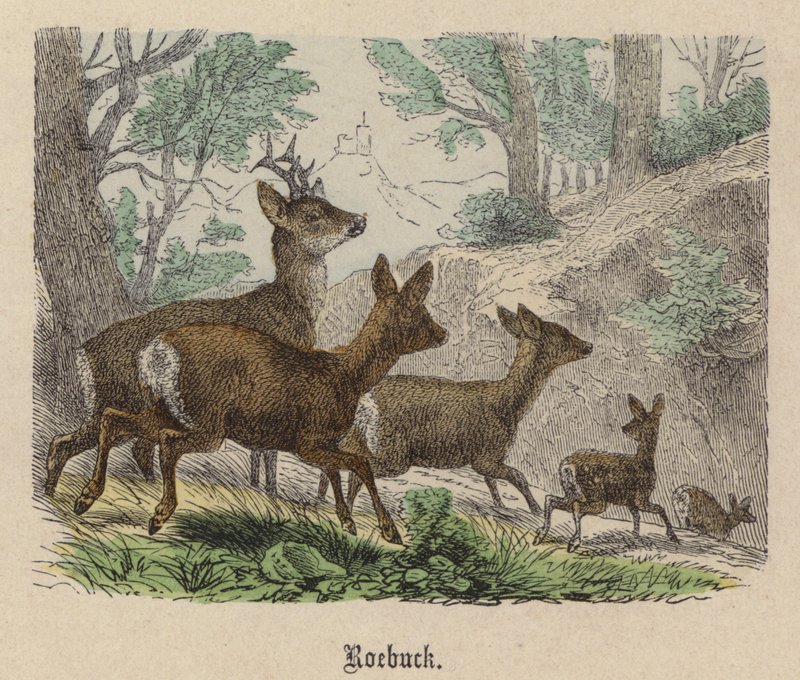 Roebuck (barevné rytí) od Friedrich Specht
