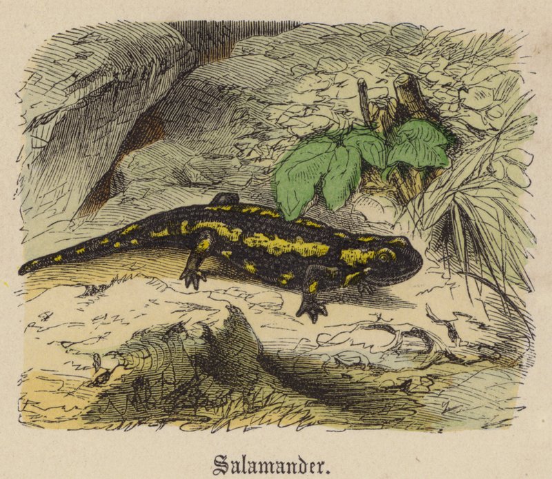 Salamandr (barevné rytí) od Friedrich Specht
