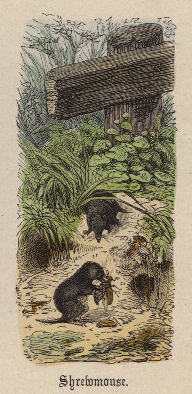 Shrewmouse (barevné rytí) od Friedrich Specht