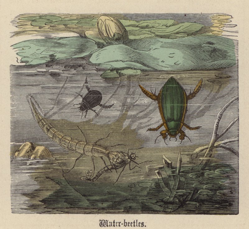 Vodní brouci (barevná rytina) od Friedrich Specht