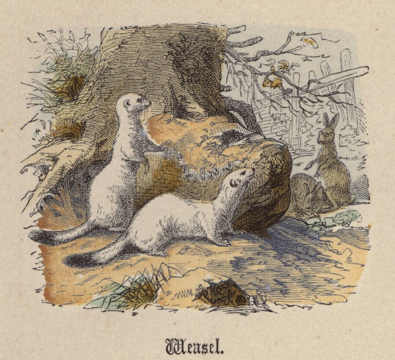 Weasel (barevné rytí) od Friedrich Specht