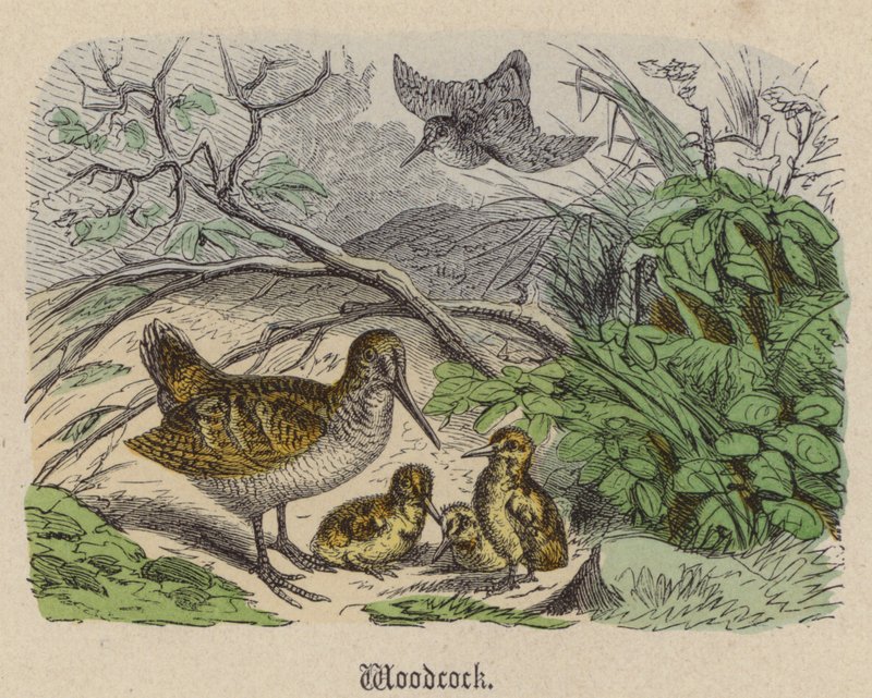 Woodcock (barevné rytí) od Friedrich Specht
