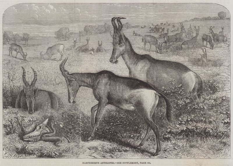 Antilopa Hartebeest od Friedrich Wilhelm Keyl