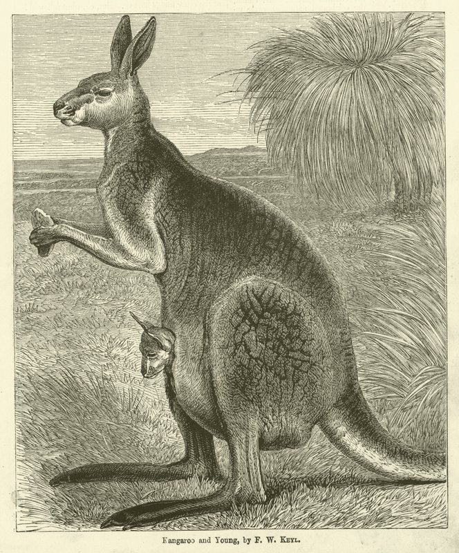 Kangaroo and Young (rytina) od Friedrich Wilhelm Keyl