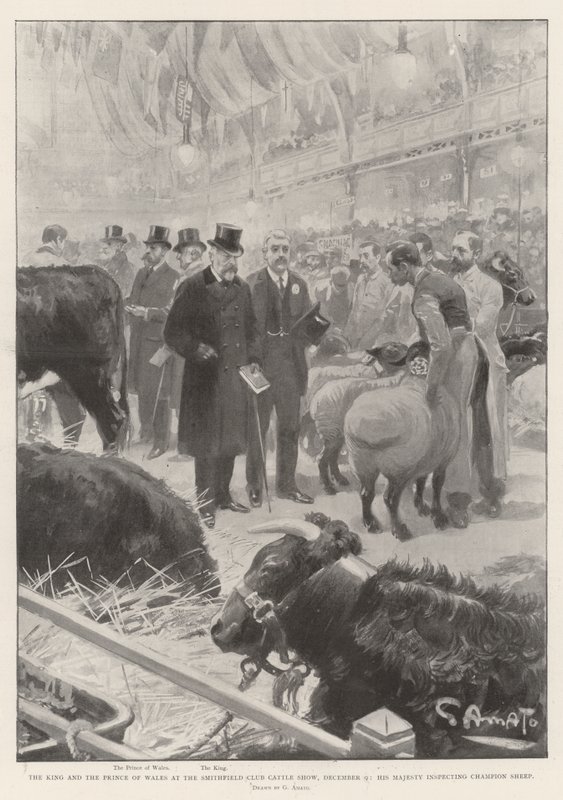 Král a princ z Walesu na Smithfield Club Cattle Show, 9. prosince, Jeho Veličenstvo kontroluje ovce Champion od G.S. Amato