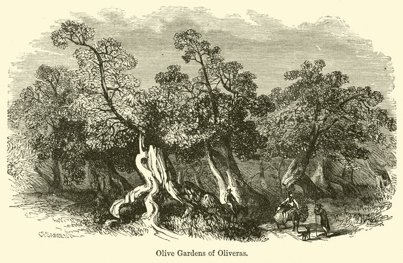 Olivové zahrady Oliveras od G. F. Sargent