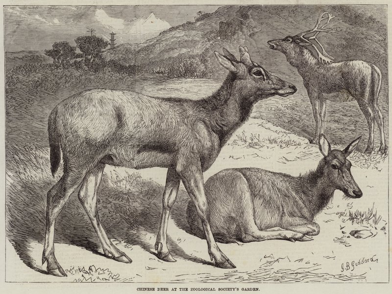 Čínský jelen v zahradě Zoologické společnosti od George Bouverie Goddard