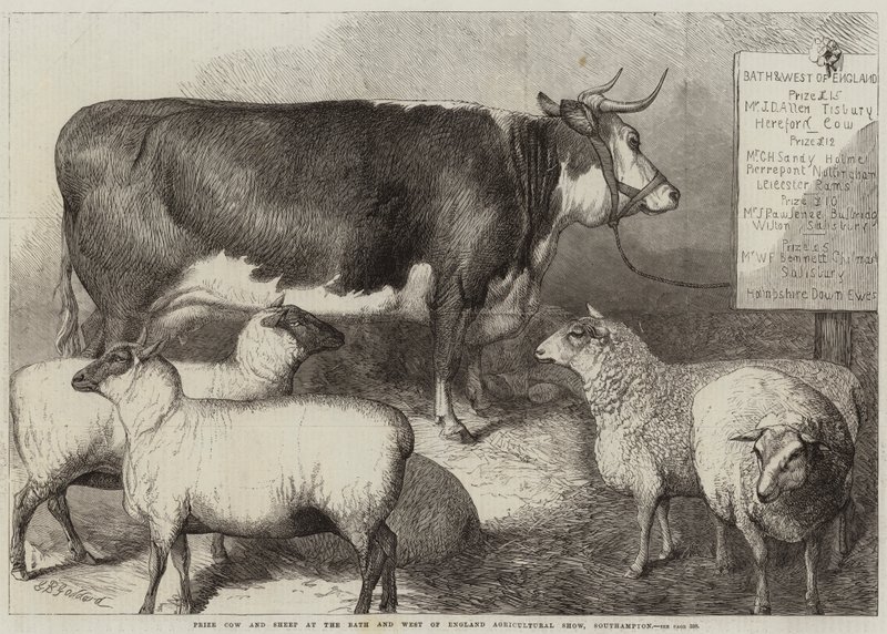 Cena Kráva a ovce na Bath and West of England Agricultural Show, Southampton od George Bouverie Goddard