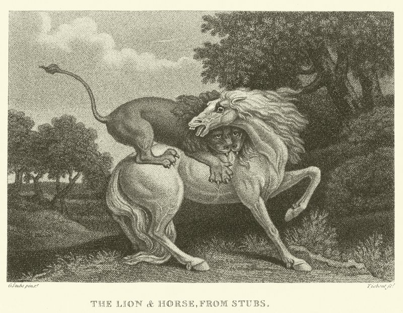 Lev a kůň, z pahýlu (rytina) od George (after) Stubbs