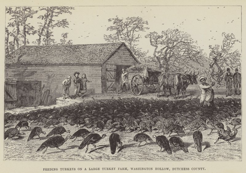 Krmení krůt na velké krůtí farmě, Washington Hollow, Dutchess County od George Augustus Sala